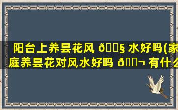 阳台上养昙花风 🐧 水好吗(家庭养昙花对风水好吗 🐬 有什么禁忌)